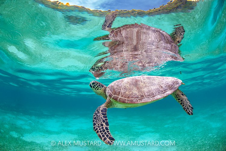 Green Turtle In Shallows, Indonesia