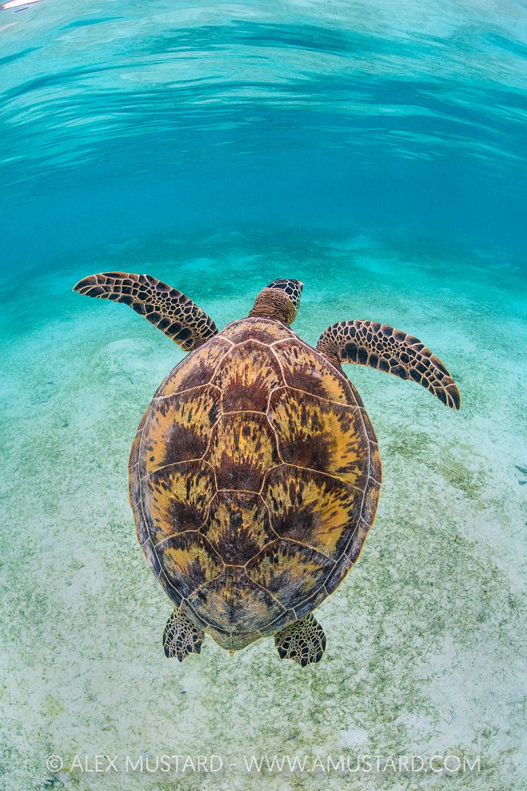 Green Turtle In Shallows, Indonesia
