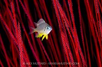 Damsel In Red, Indonesia