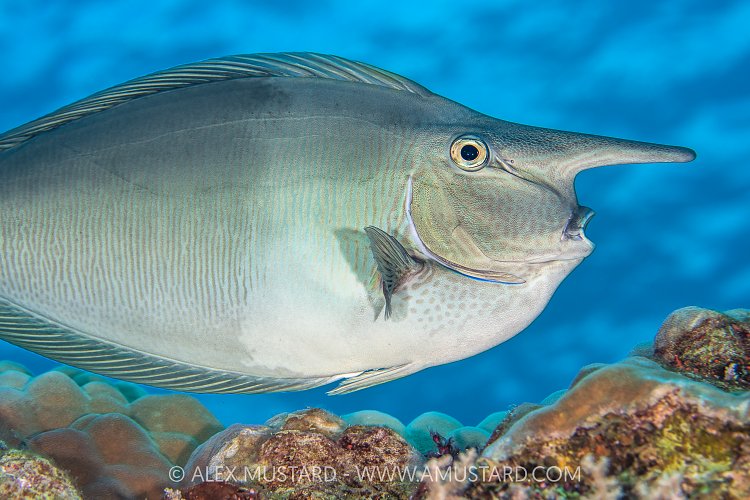 Unicornfish, Indonesia