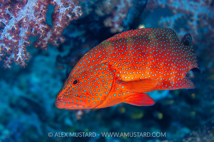 Coral Grouper, Indonesia