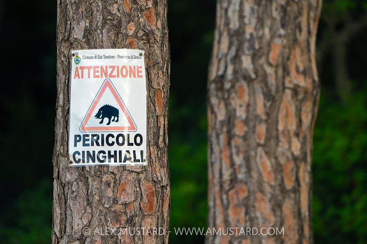 Wild Boar Warning Sign, Italy