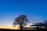 Starling Murmuration And Oak Tree, UK