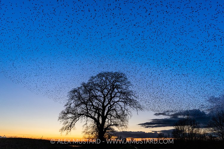 Starling Murmuration And Oak Tree, UK