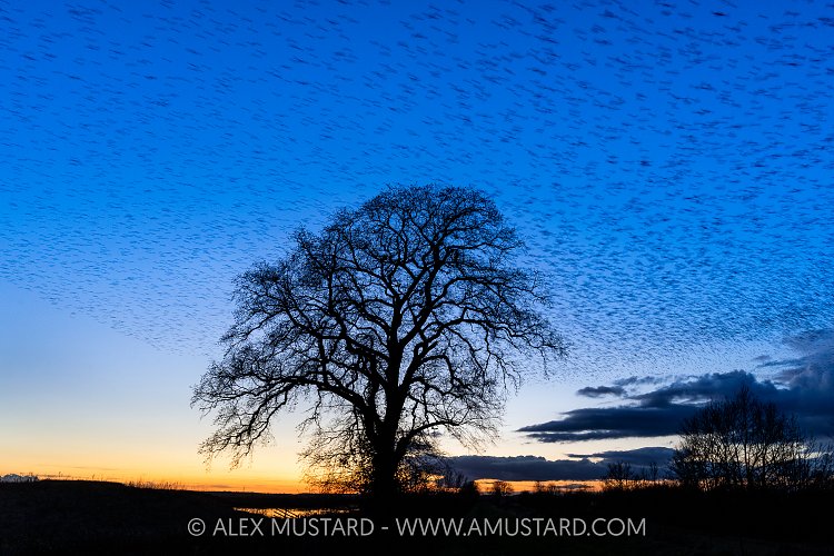 Starling Murmuration And Oak Tree, UK
