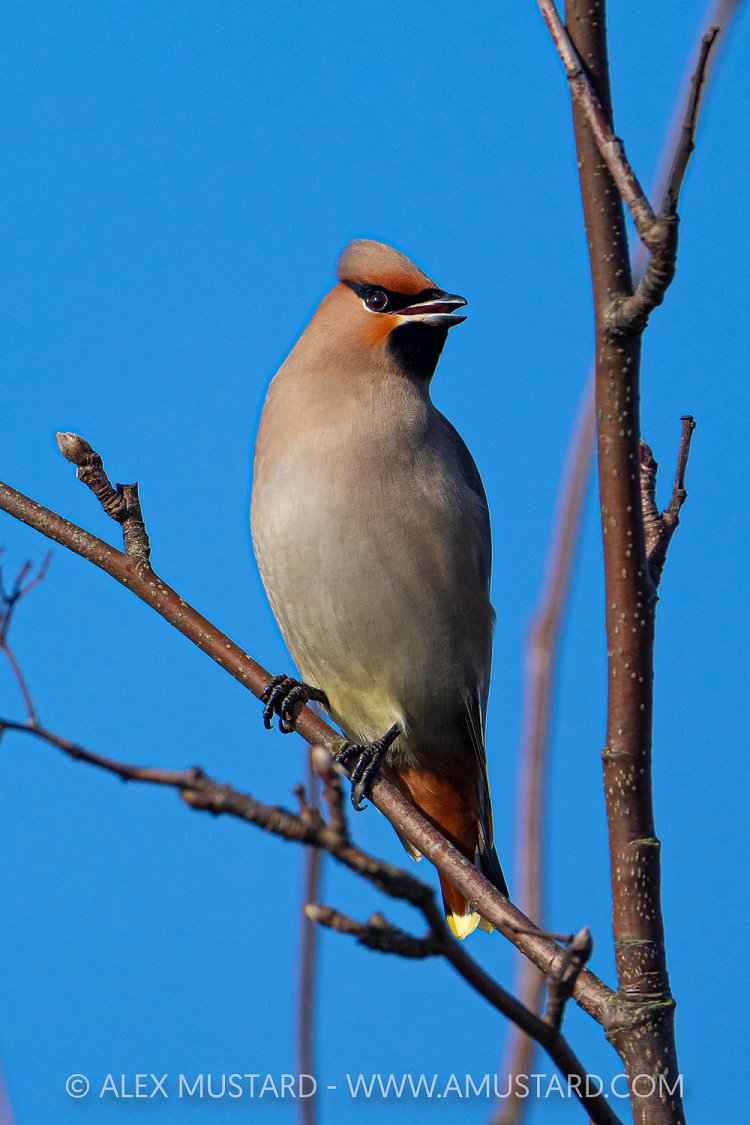 Waxwing Portrait, UK