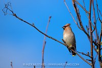 Waxwing Portrait, UK