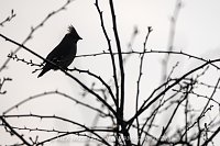 Waxwing Silhouette, UK