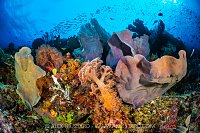 Coral Reef Scene, Indonesia