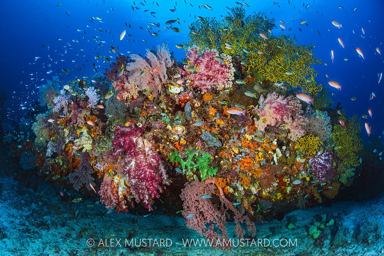 Coral Reef Scene, Indonesia