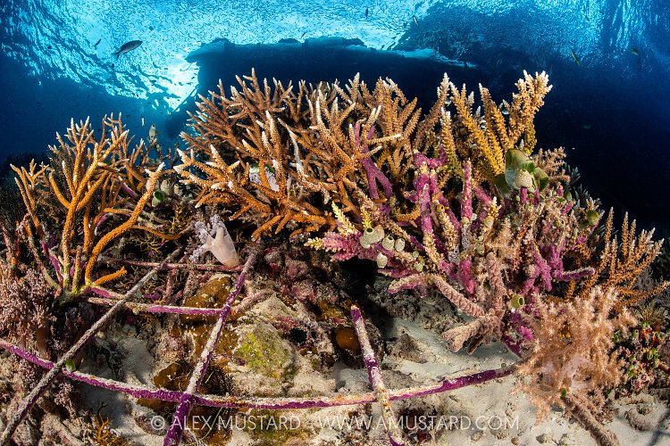 Coral Reef Restoration. Indonesia