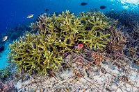 Coral Reef Restoration. Indonesia