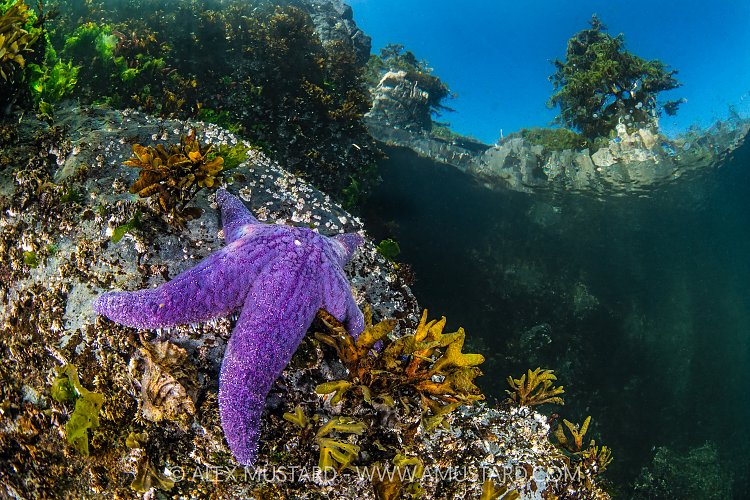 Sea Star Beneath Trees. Canada