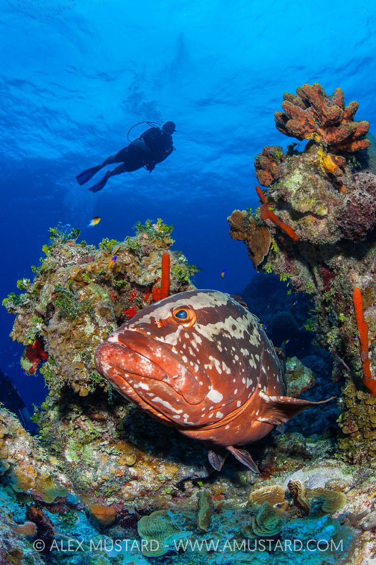 Grouper And Diver, Cayman Islands