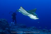 Eagle Ray With Photographer, Galapagos.