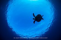 Green Turtle In Snell's Window, Indonesia