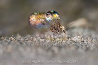 Bobtail Squid, Indonesia