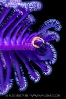 Crab On Sea Pen At NIght, Indonesia
