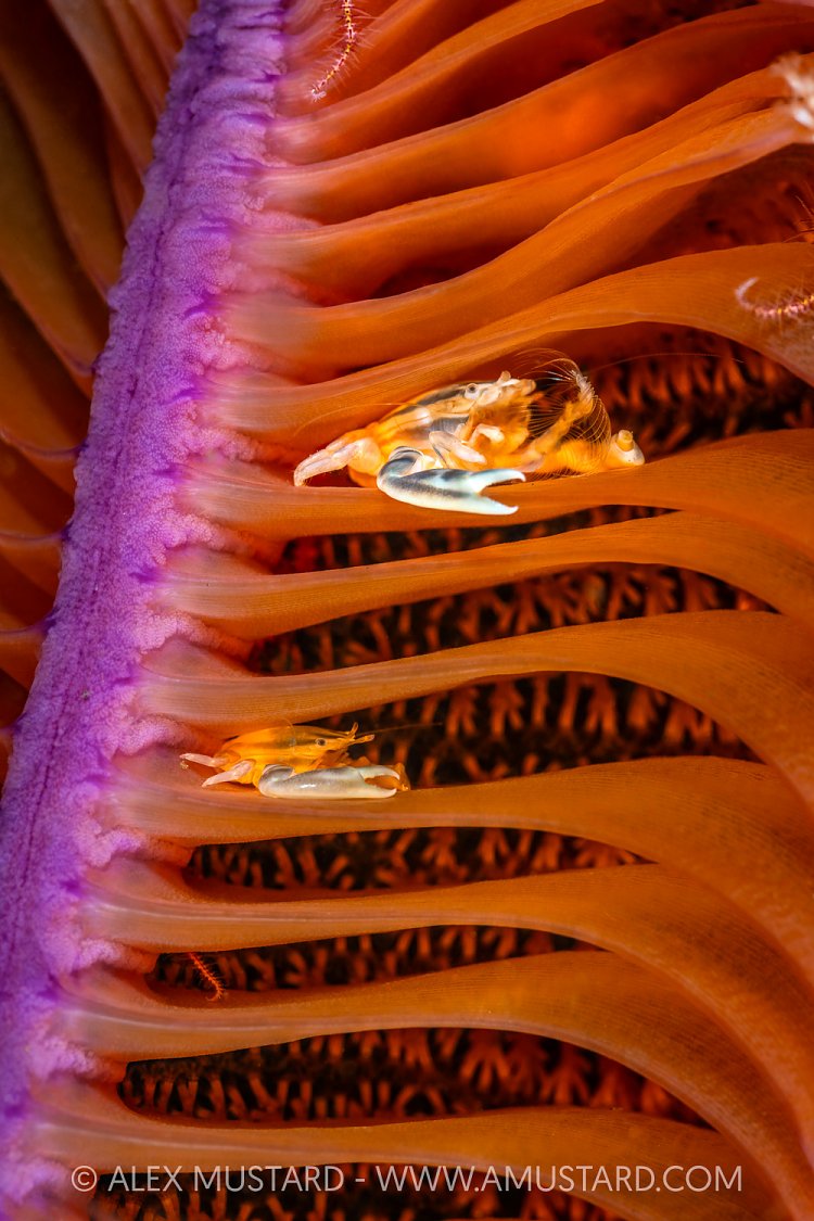 Crabs On Sea Pen At NIght, Indonesia