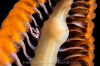 Crab On Sea Pen At NIght, Indonesia