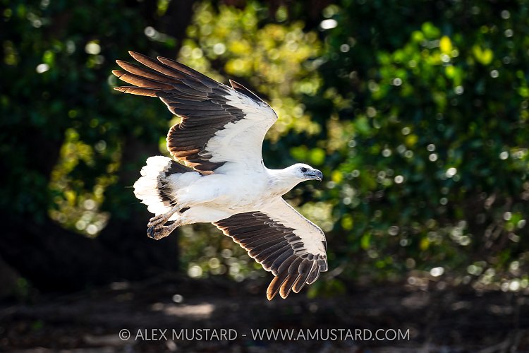 White-bellied Sea Eagle, Indonesia