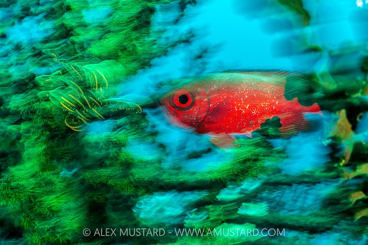 Bigeye In Coral, Indonesia