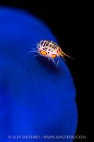 Ladybug On Tunicate, Indonesia