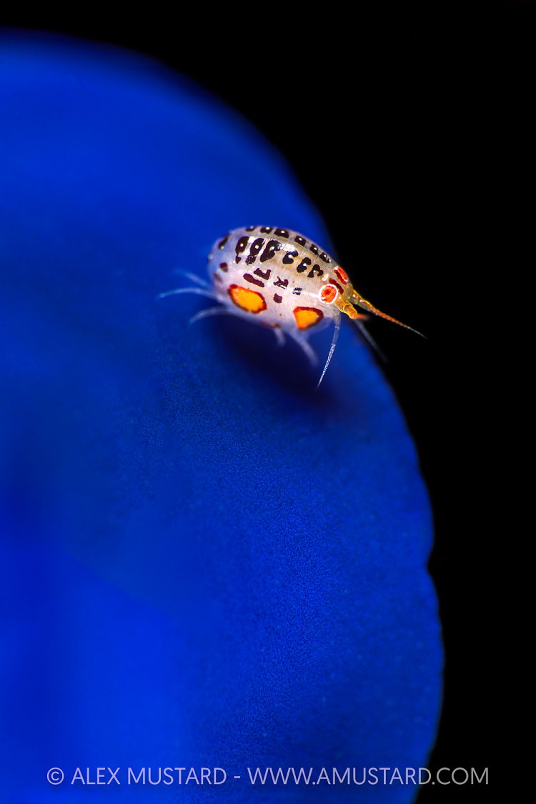 Ladybug On Tunicate, Indonesia