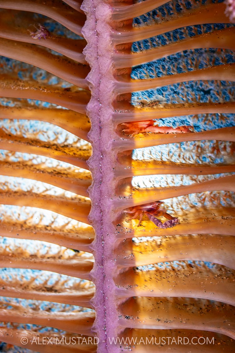 Crabs On Sea Pen At NIght, Indonesia