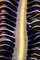 Shrimp On Sea Pen, Indonesia