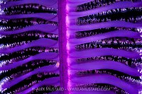 Goby Hiding On Sea Pen, Indonesia