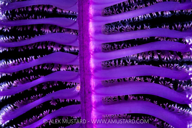 Goby Hiding On Sea Pen, Indonesia
