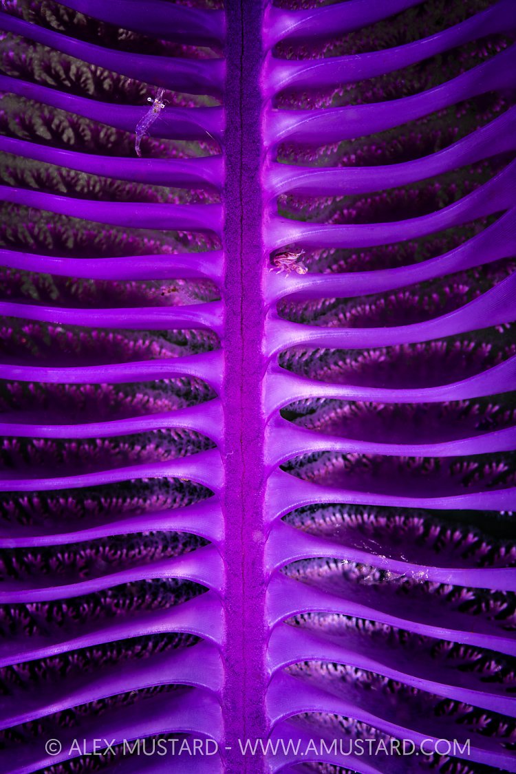 Crab On Sea Pen At NIght, Indonesia