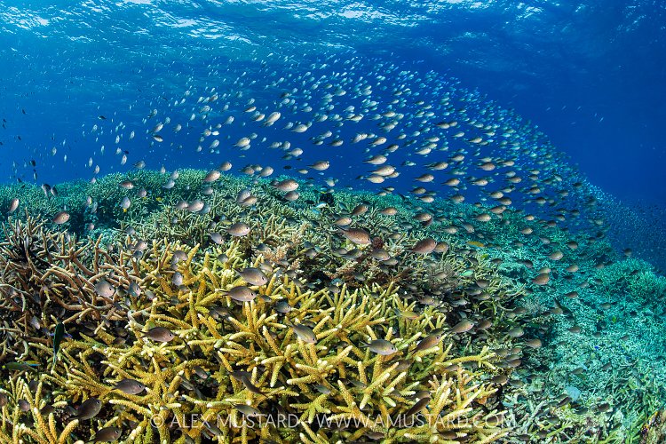 Chromis Wave, Indonesia