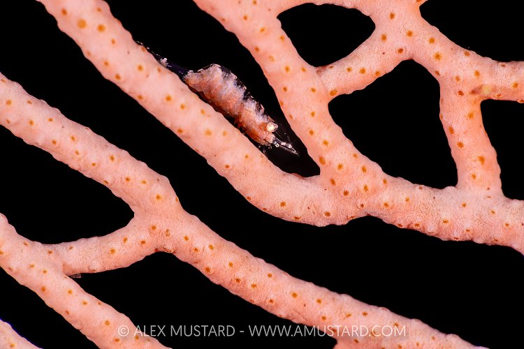 Gorgonian Shrimp On Fan, Indonesia