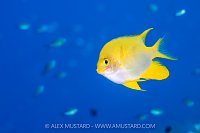 Golden Damselfish, Indonesia