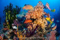 The Hunt Is On, Indonesia