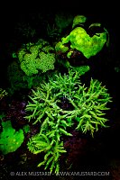 Fluorescent Corals, Indonesia