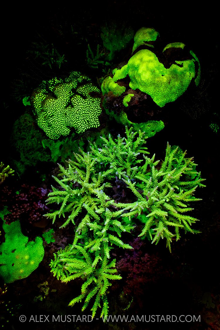 Fluorescent Corals, Indonesia