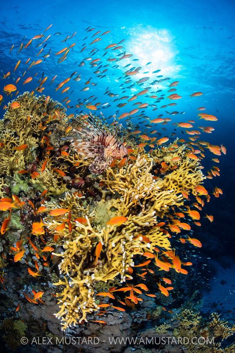LIonfish Hunting Anthias, Egypt