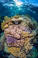 Colourful Hard Corals In Shallow Water, Egypt