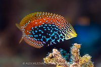 Vermiculate Wrasse, Egypt
