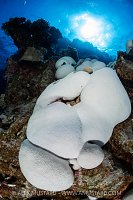 Bleached Coral, Egypt
