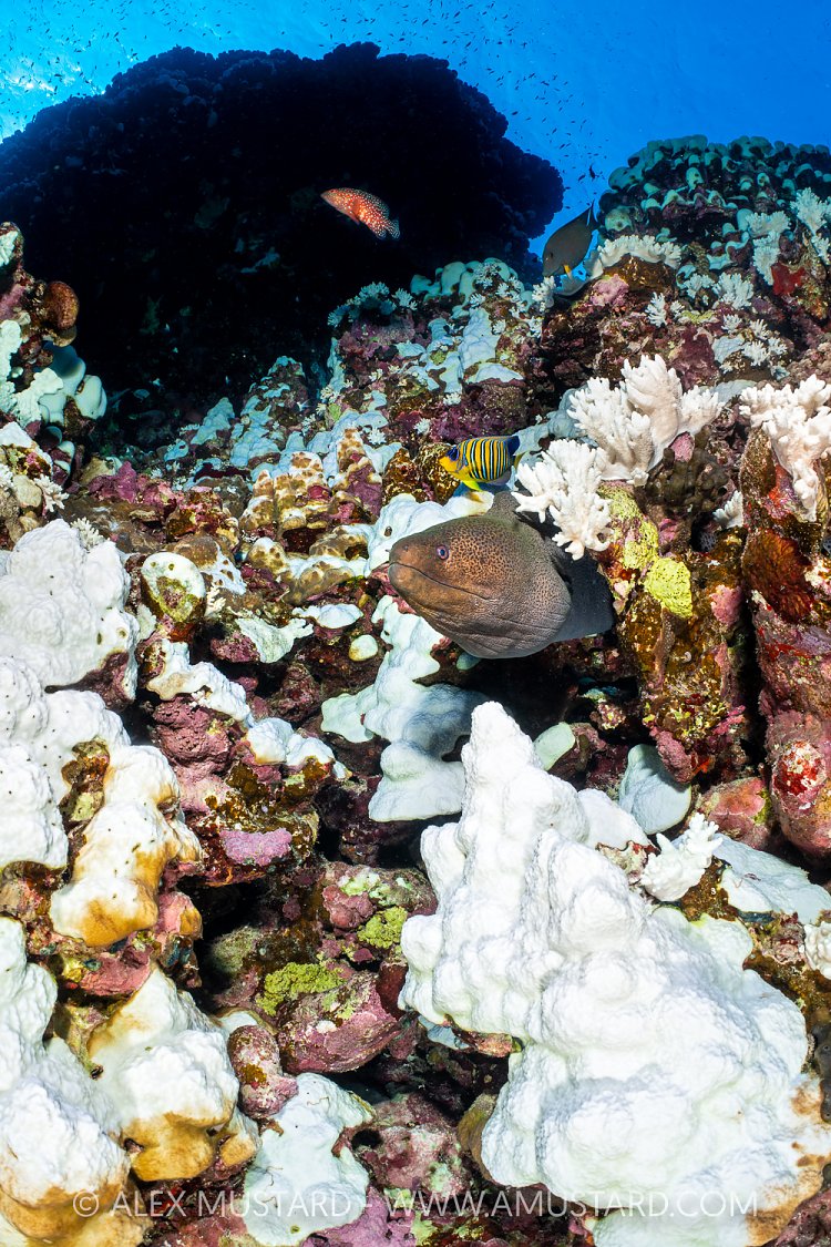 Moray And Bleached Corals, Egypt