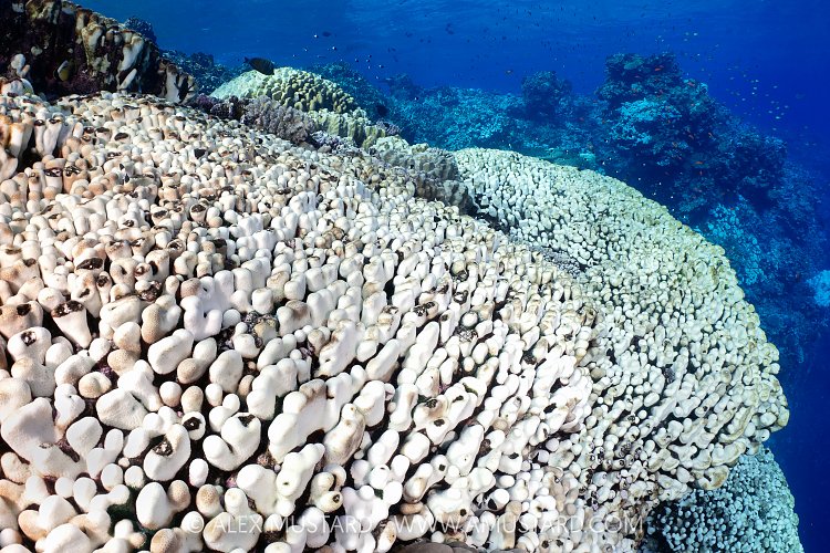 Bleached Corals, Egypt