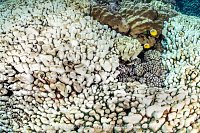 Bleached Corals With Butterflyfish, Egypt