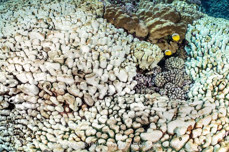 Bleached Corals With Butterflyfish, Egypt
