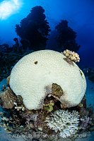 Bleached Corals, Egypt