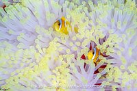 Anemonefish In Bleached Anemone, Egypt