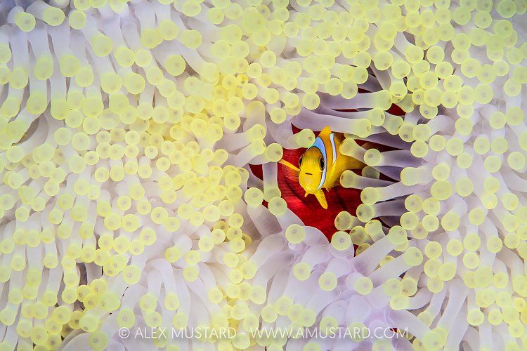 Anemonefish In Bleached Anemone, Egypt